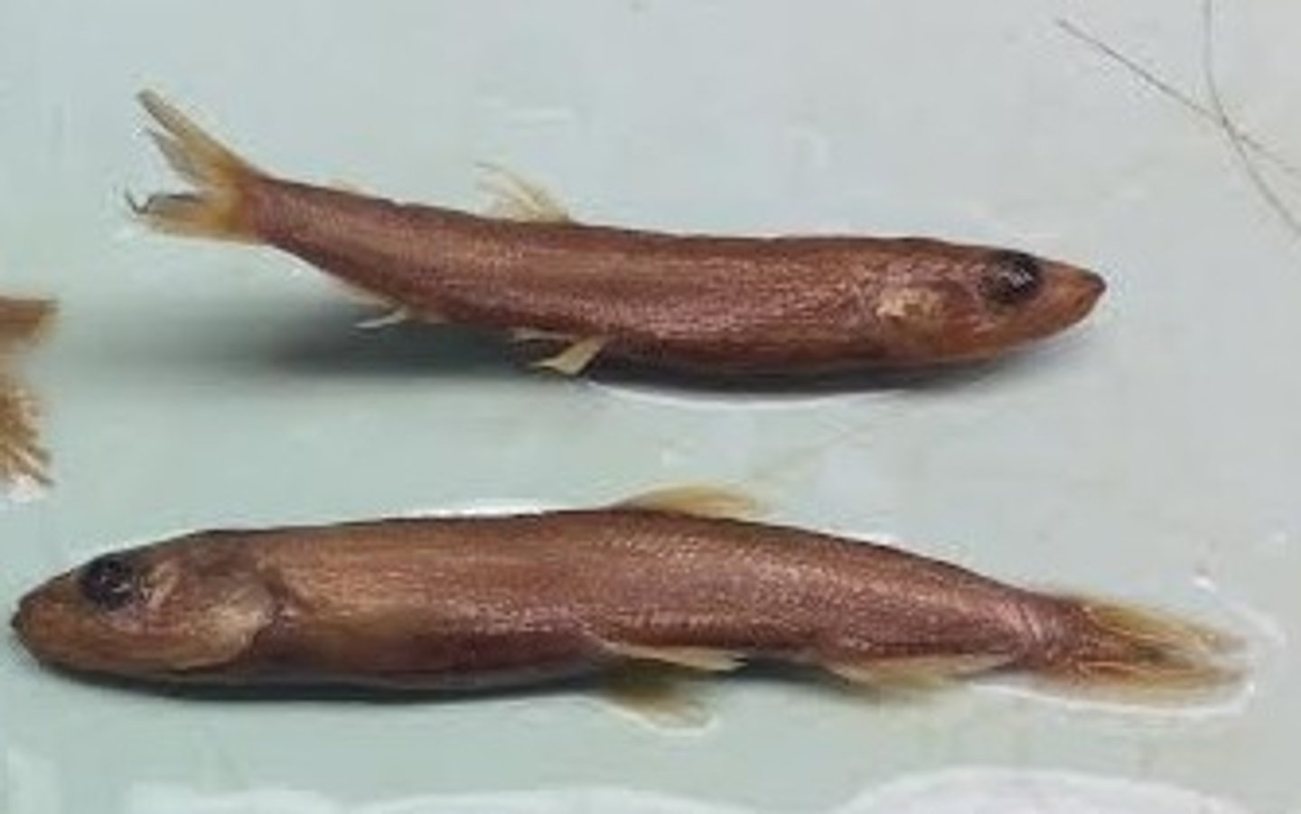 <p>Whitebait smelt</p><p>-canine vomer</p>