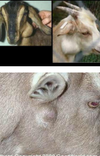 <p>Caseous Lymphadenitis in Goats (CL)</p>