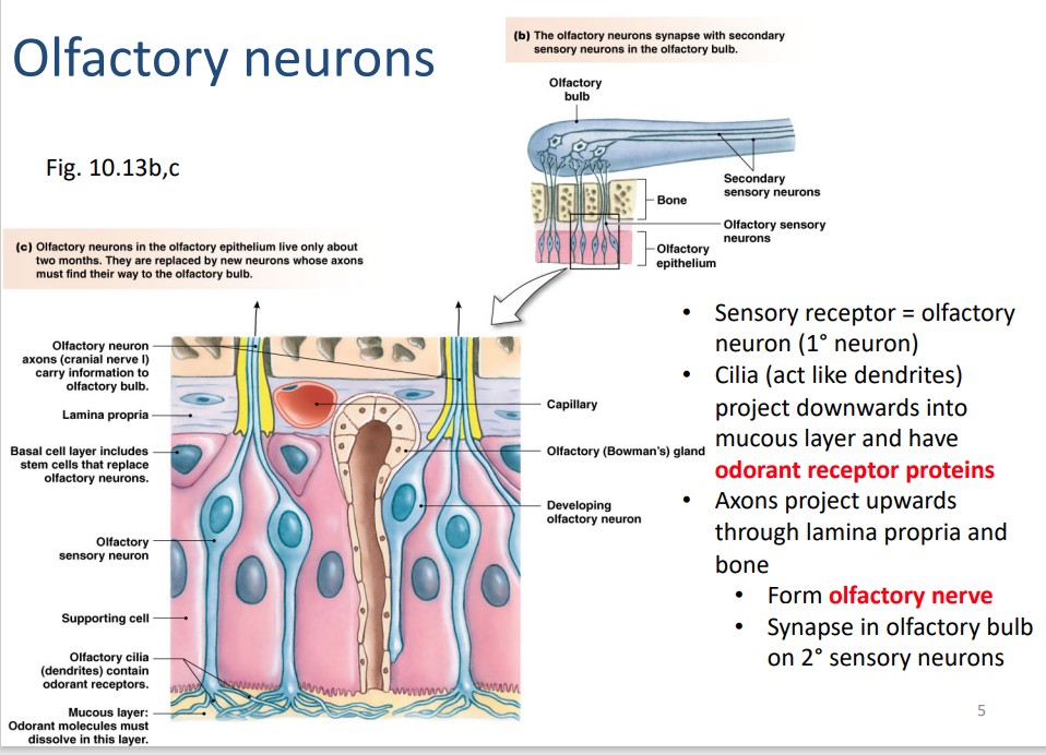 <p>Anatomy of Olfactory neurons </p>