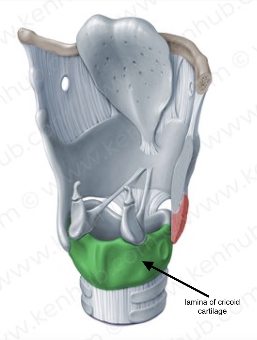 <p>the laryngeal skeleton: arytenoid cartilage</p>
