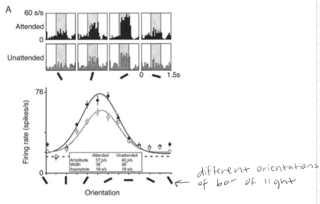 <p>The value of the attribute being represented by a neuron is encoded by the firing rate of the neuron measured over some discrete time interval. Example: Visual cortex - the orientation of the bar of light is encoded by the firing rate of the neuron. Neurons in visual cortex tend to be ‘tuned’ to a particular orientation. </p>
