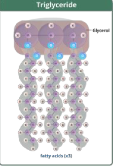 <p>glycerol + 3 fatty acids </p><ul><li><p>saturated (single bonds, straight chain) </p></li><li><p>unsaturated (double bonds, branched chain) </p></li></ul><p></p>