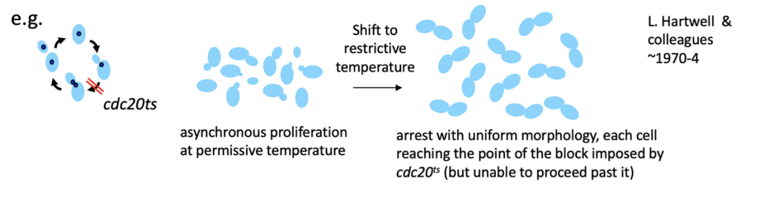 <p>Arrest with uniform morphology at restrictive temperature</p><ul><li><p>i.e can see exactly at which part of the cell cycle the mutant is affecting</p></li></ul><p>e.g cdc20ts</p><ol><li><p>at first asynchronous proliferation at</p><ul><li><p><em>at permissive temperature</em></p></li></ul></li><li><p>shift to restrictive temperature</p></li><li><p>arrest with uniform morphology</p><ul><li><p>each cell reaching the point of the block</p></li><li><p>due to mutant (e.g cdc20ts)</p></li><li><p>unable to to proceed past it</p></li></ul></li><li><p>really useful just to change temperature to see a change</p><ul><li><p>easy to see that the protein the gene encode is for</p></li></ul></li></ol><p></p><p></p>