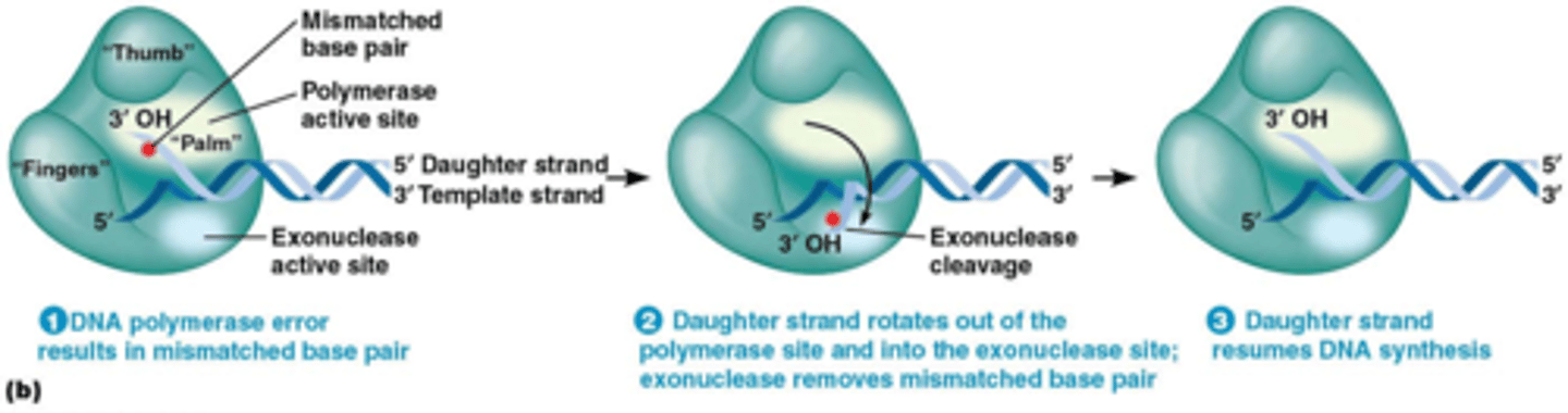 <p>DNA polymerase heeft 2 katalytische sites in het complex:</p><p>Er is een synthese site en een exonuclease site die op 2 verschillende plekken van het eiwitcomplex liggen</p><p>het draait het foutje naar de grijze zone, daar wordt de fosfodiester binding gebroken</p>