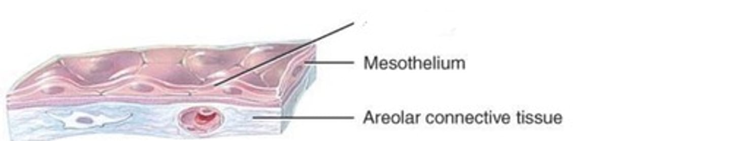 <p>What type of membrane is this?</p>