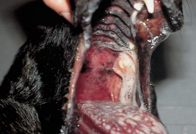 <ul><li><p><span style="color: rgb(136, 136, 136);"><strong>Et:</strong></span><strong> cell-mediated hypersensitivity, self limiting </strong></p></li><li><p><span style="color: rgb(136, 136, 136);"><strong>Cs:</strong></span> erythema, macules, urticarial plaques, vesicles, bullae</p><ul><li><p>Symmetrical<strong> groin, MCJ, oral, pinnae, footpads, trunk (C)</strong></p><ul><li><p><strong>Cats:</strong> vesiculobullous and/or ulcerative and the trunk and MCJ</p></li></ul></li><li><p>Look like a <strong><u>target →  peripherally and clear centrally</u></strong></p><img src="https://knowt-user-attachments.s3.amazonaws.com/6b374279-6dcb-4c79-9b33-8b80a6997c57.png" data-width="50%" data-align="center"></li></ul></li><li><p><span style="color: rgb(136, 136, 136);"><strong>Dt:</strong></span> biopsy&nbsp;</p><ul><li><p><strong><u>hydropic interface dermatitis</u></strong>,<strong><u> keratinocyte apoptosis, satellitosis of lymphocytes/macrophages</u></strong></p><img src="https://knowt-user-attachments.s3.amazonaws.com/9821aaa0-e816-4a1b-9ff9-4ca0701e0af2.png" data-width="50%" data-align="center"></li></ul></li><li><p><span style="color: rgb(136, 136, 136);"><strong>Tx: </strong></span><strong>self limiting (wks)</strong>, steroids, azathioprine,<strong> cyclosporine(suppresses lymphocytes)</strong>, pentoxifylline, novel diet</p></li></ul><p></p>