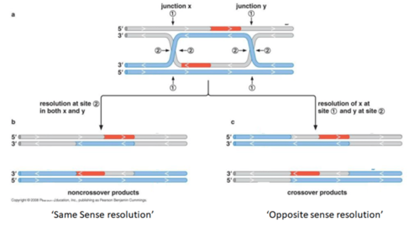 <p>5. Twee oplossingen voor holiday junctions</p><p>rood is nieuw gesynthetiseerd DNA, om ze uit elkaar te krijgen moeten knipjes gebeuren</p><p>-knip op 2(junction X en Y) zodat beide tegelijkertijd geknipt worden: same sense resolution ->gene conversie en geen crossing over</p><p>-knip op 1 bij X en op 2 bij Y zodat er een grote uitwisseling is tussen grijs en blauw ->crossing over</p>
