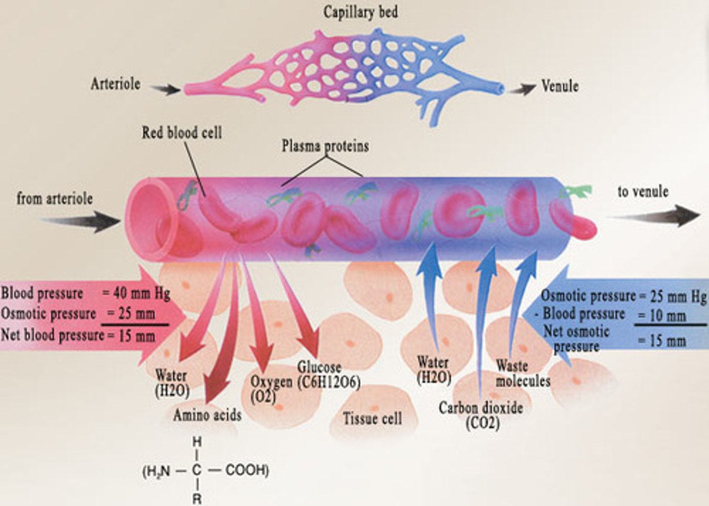 <p>constant exchange of substances between blood (plasma) and interstitial fluid</p>