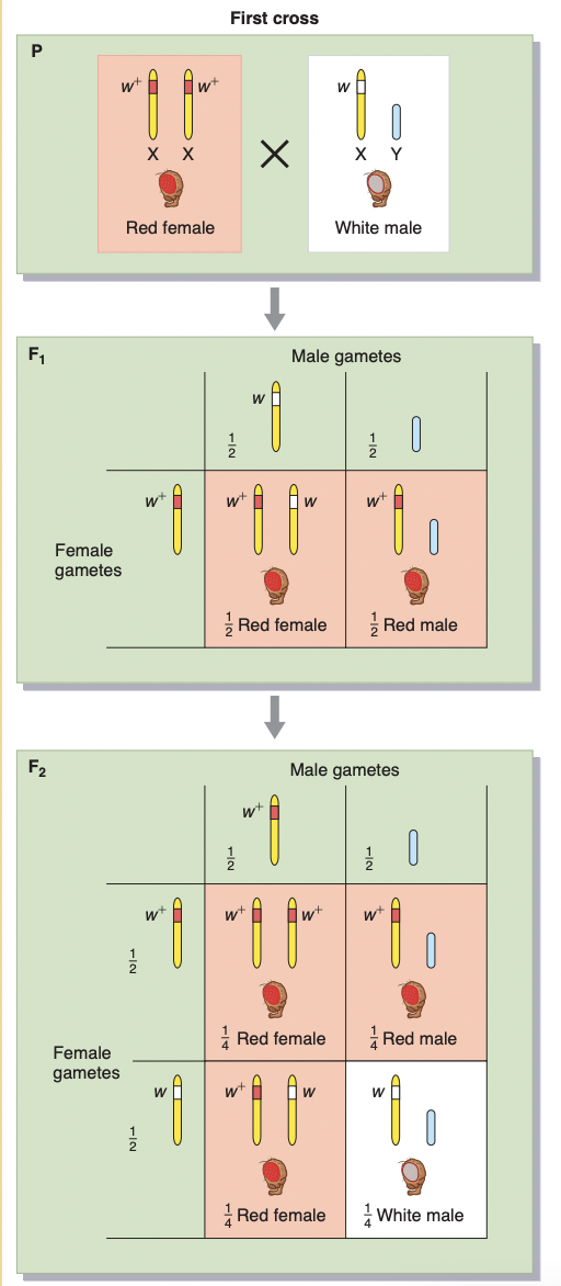in fruit flies: *w+* is the WT allele for red eyes and *w* is the mutant allele for white eyes, the alleles are of a gene located on the differential region of the X chromosome

* when white-eyed males crossed with red-eyed females
  * all F1 progeny have red eyes
    * males: w+ \~ ^^hemizygous WT^^
    * females: w+/w \~ ^^heterozygous WT^^
  * allele for white eyes is recessive
* crossing these red-eyed F1 males and females 
  * 3:1 F2 ratio of red-eyed to white-eyed flies, but all the white-eyed flies are males
  * F1 females pass on *w* allele to half their sons who express it, and to half their daughters who do not express it because they must inherit the WT allele from their fathers