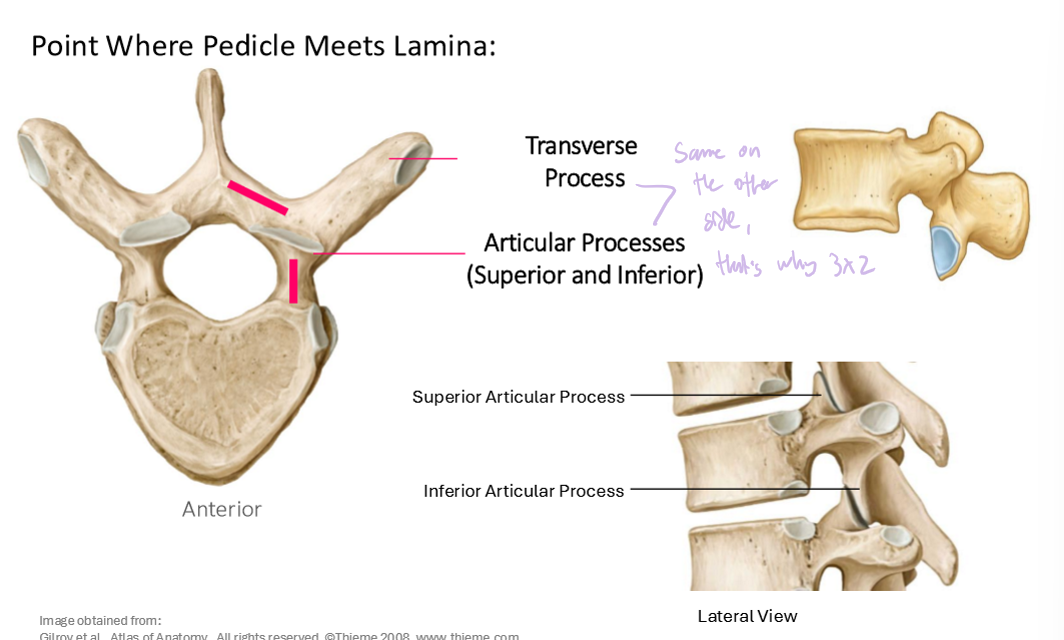 <p><strong>Transverse Process and Articular Process (Superior and Inferior)</strong></p>