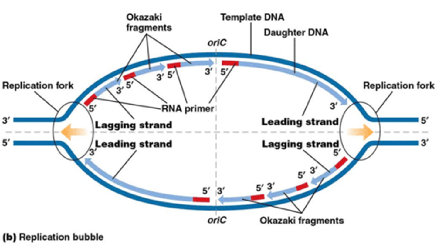 <p>DNA splitst nadat het pre-replicatiecomplex geactiveerd wordt door het enzym DNA-helicase tussen A=T (dubbele binding)</p><p>Er wordt een primer, een kort stukje RNA, gebonden op de enkelvoudige DNA-streng. Het enzym DNA-polymerase verlengt deze primer bidirectioneel door complementaire nucleotiden toe te voegen aan de openstaande basenparen. DNA-polymerase werkt heel snel in de 5'-3'-richting.</p><p>Aan de andere kant moet DNA-polymerase constant een sprongetje maken en moet er telkens een nieuwe primer gebonden worden. Een primer met een stukje DNA-streng noemt men een Okazakifragment.</p><p>DNA-ligase zorgt ervoor dat de Okazakifragmenten aaneengehecht worden.</p>