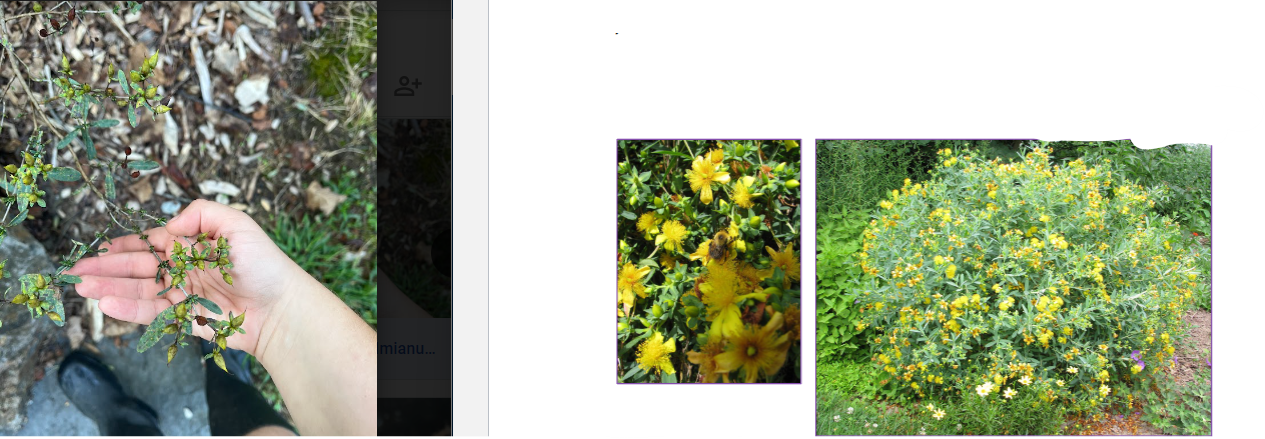 -spiky seed pods
-smaller leaves
-has baby leaves along with adult ones
-thinner woody parts
-small
small seedheads