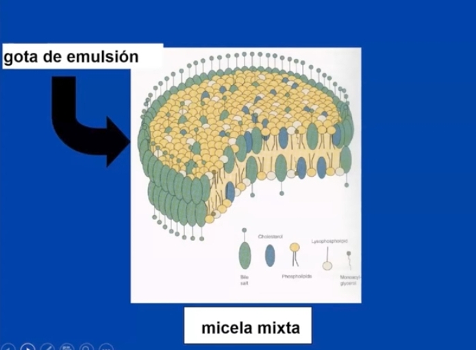 <p>Micelas de sales biliares son secretadas por la secrecion biliar, con fosfolipidos y colesterol = micelas mixtas.</p><p>En contacto con los productos lipidicos (trigliceridos) de la dieta forman las gotas de emulsion. Por accion del movimiento de el estomago estas van a ser emulsificadas por accion de los detergentes (sales biliares) </p><p>En las gotas de emulsion, se adieren las lipasa pancreaticas, y se da la digestion de estos trigliceridos.</p><p>Las gotas de emulsionnse van haciendo más pequeñas y se forman micelas mixtas estas difunden y se ponen en contacto con las microvellocidades intestinales dandose la absorcion de los lipidos de la dieta y vitaminas liposolubles.</p><ul><li><p>Sales biliares escenciales para la digestion y absorcion de los lipidos</p></li></ul>