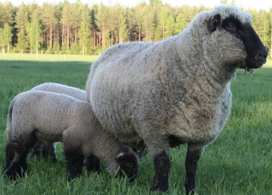 <ul><li><p>Hampshire genes</p></li></ul><p></p>