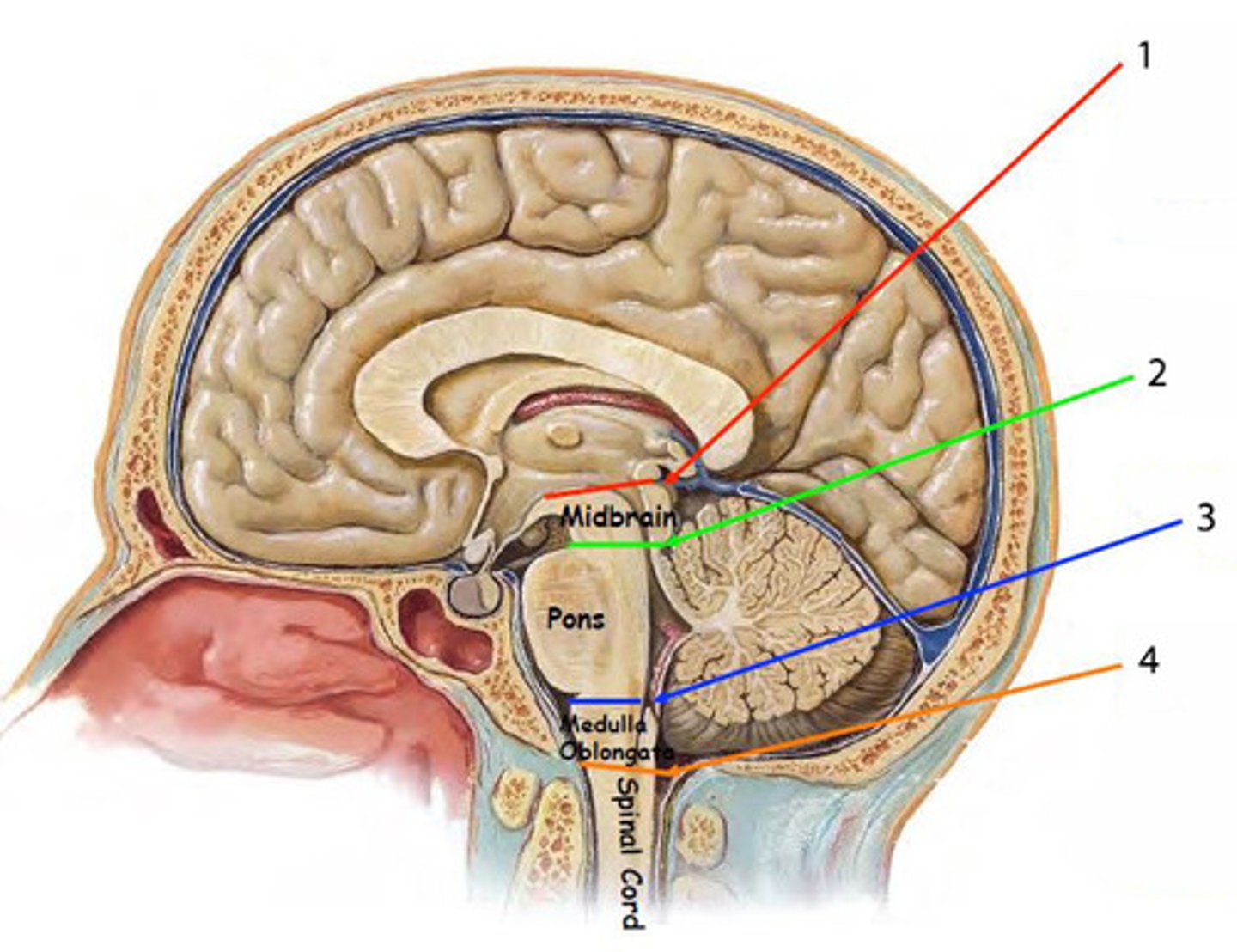 <p>transition between the medulla oblongata and upper cervical spinal cord (C1-C2) that is located at the level of the foramen magnum</p><p>*houses ascending/descending tracts (decussation) and nuclei that influence breathing, CV control, and CN 9-12</p><p>*orange line on picture</p>
