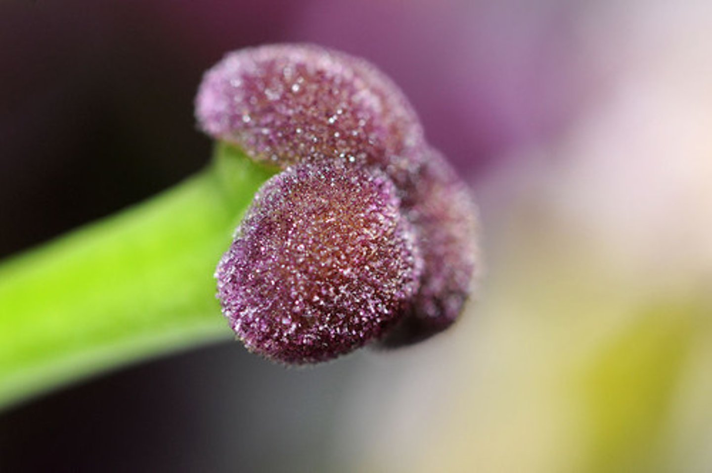 <p>sticky portion at the top of the style where pollen grains frequently land</p>