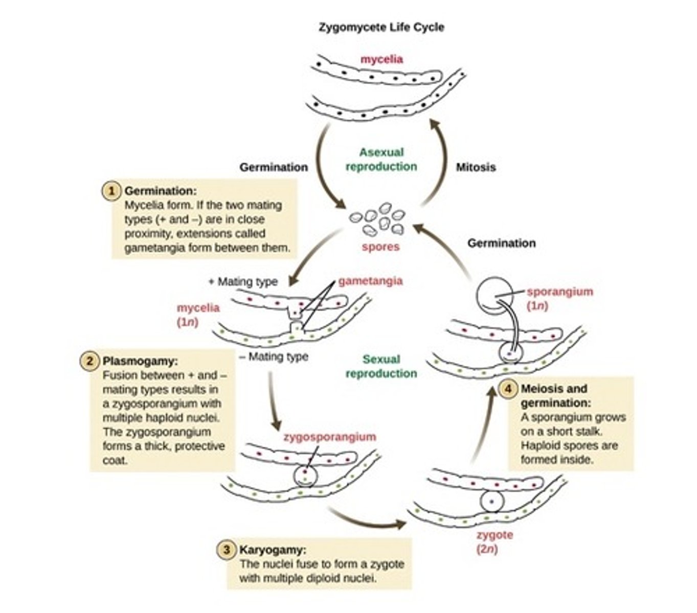 <p>- Asexually - conidia (aka asexual spores) are on aerial hyphae. they detach when mature.</p><p>- Sexual - + and - hyphal tips fuse nuclei to form a sexual spore.</p>