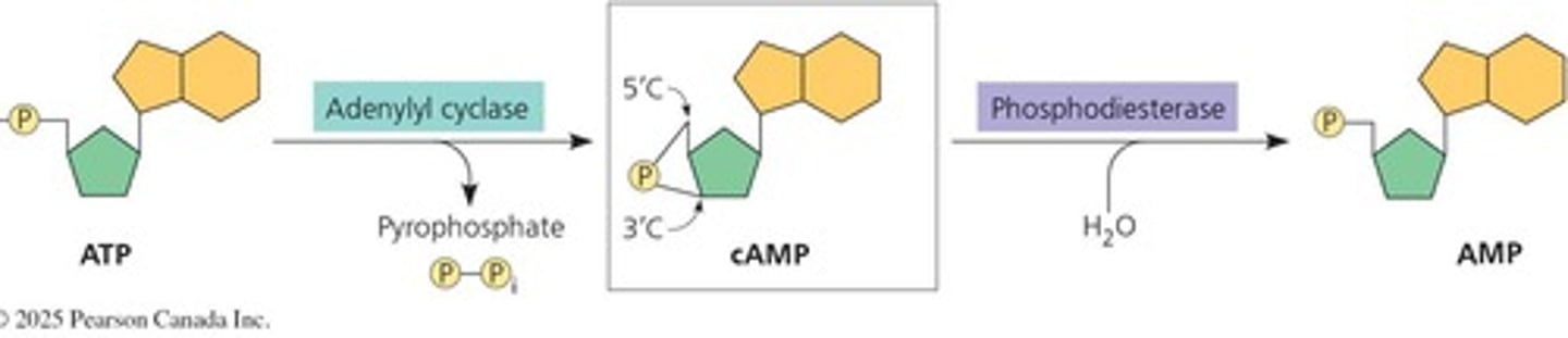 <p>cAMP is activated by adenyl cyclase and acts as a secondary messenger to trigger cellular responses.</p>