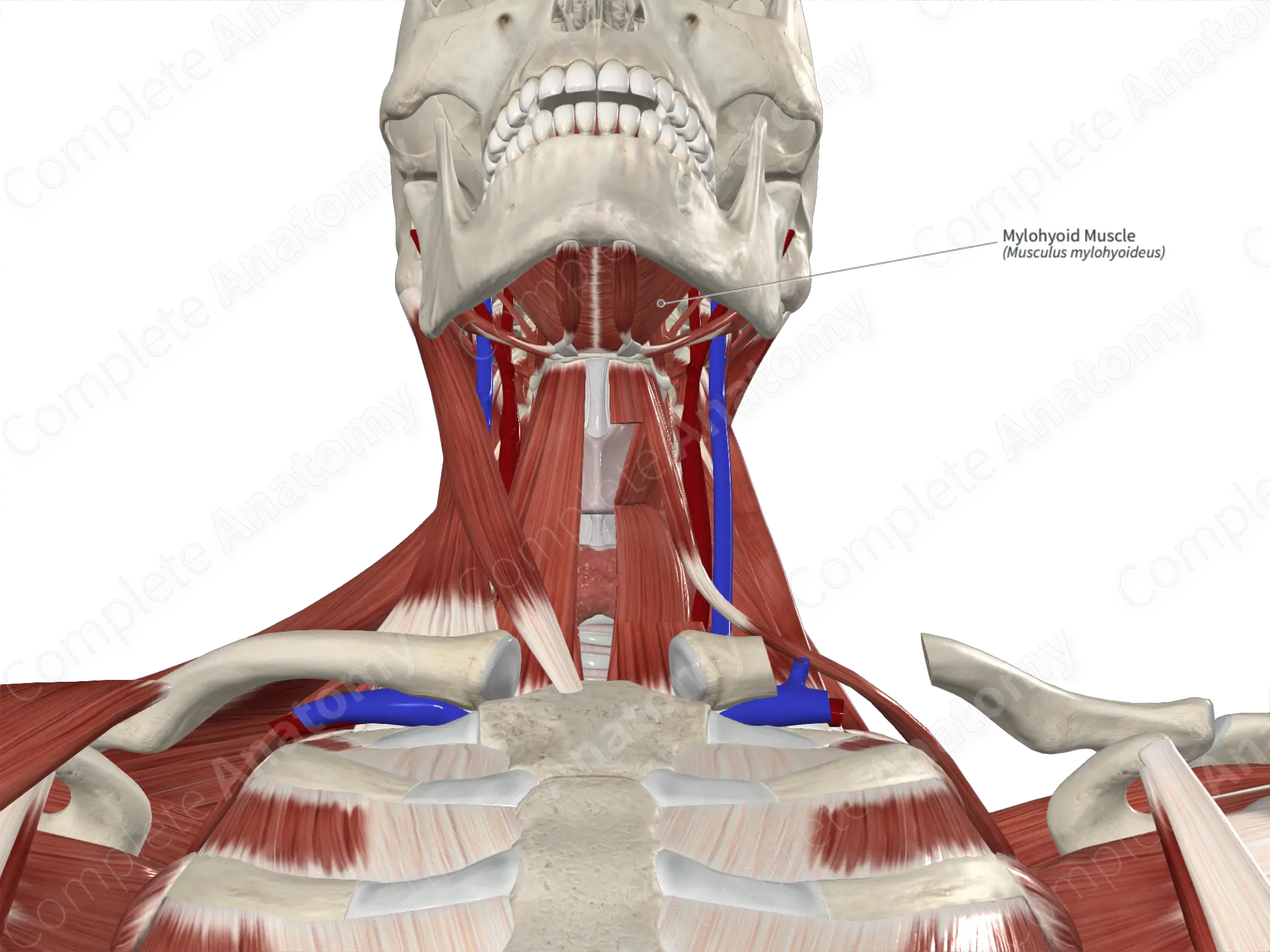 <p>Which of the following suprahyoid muscles would be paralyzed if the <u>inferior alveolar nerve</u> was severed at its origin?</p><p>A. Geniohyoid m.</p><ul><li><p>innervated by <strong>C1 fibers via the hypoglossal nerve (CN XII)</strong></p></li></ul><p>B. Hyoglossus m.</p><ul><li><p>innervated by <strong>hypoglossal nerve (CN XII)</strong></p></li></ul><p><strong><mark data-color="red" style="background-color: red; color: inherit">C. Mylohyoid m.</mark></strong></p><ul><li><p><strong>inferior alveolar nerve</strong>, a branch of the <strong>mandibular division (V3) of the trigeminal nerve</strong>, gives off a branch called the <strong>nerve to mylohyoid</strong> <em>before entering the mandibular foramen</em>. This <strong>nerve to mylohyoid</strong> innervates:</p><ul><li><p><strong>Mylohyoid muscle</strong></p></li><li><p><strong>Anterior belly of the digastric muscle</strong></p></li></ul></li></ul><p>D. Stylohyoid m.</p><ul><li><p>innervated by the <strong>facial nerve (CN VII)</strong></p></li></ul><p></p>