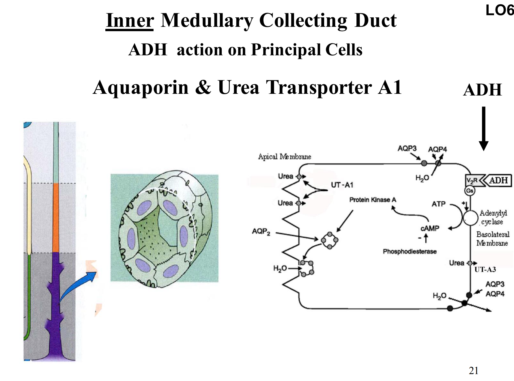 <p>Inner Medullary Collecting Duct </p><p>Aquaporin &amp; Urea Transporter A1</p>