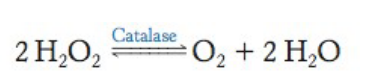 <p>A ubiquitous heme protein that catalyzes the dismutation of hydrogen peroxide into water and molecular oxygen </p>