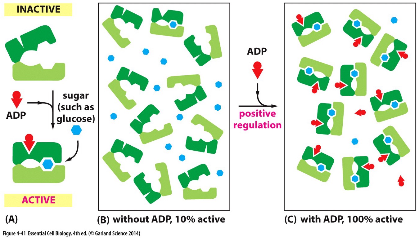 <p>Ligand binding stabilizes…</p>