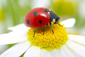 <p><span>&nbsp;Predatory beetle that feeds on aphids and other soft-bodied insects, beneficial for pest control.</span></p>