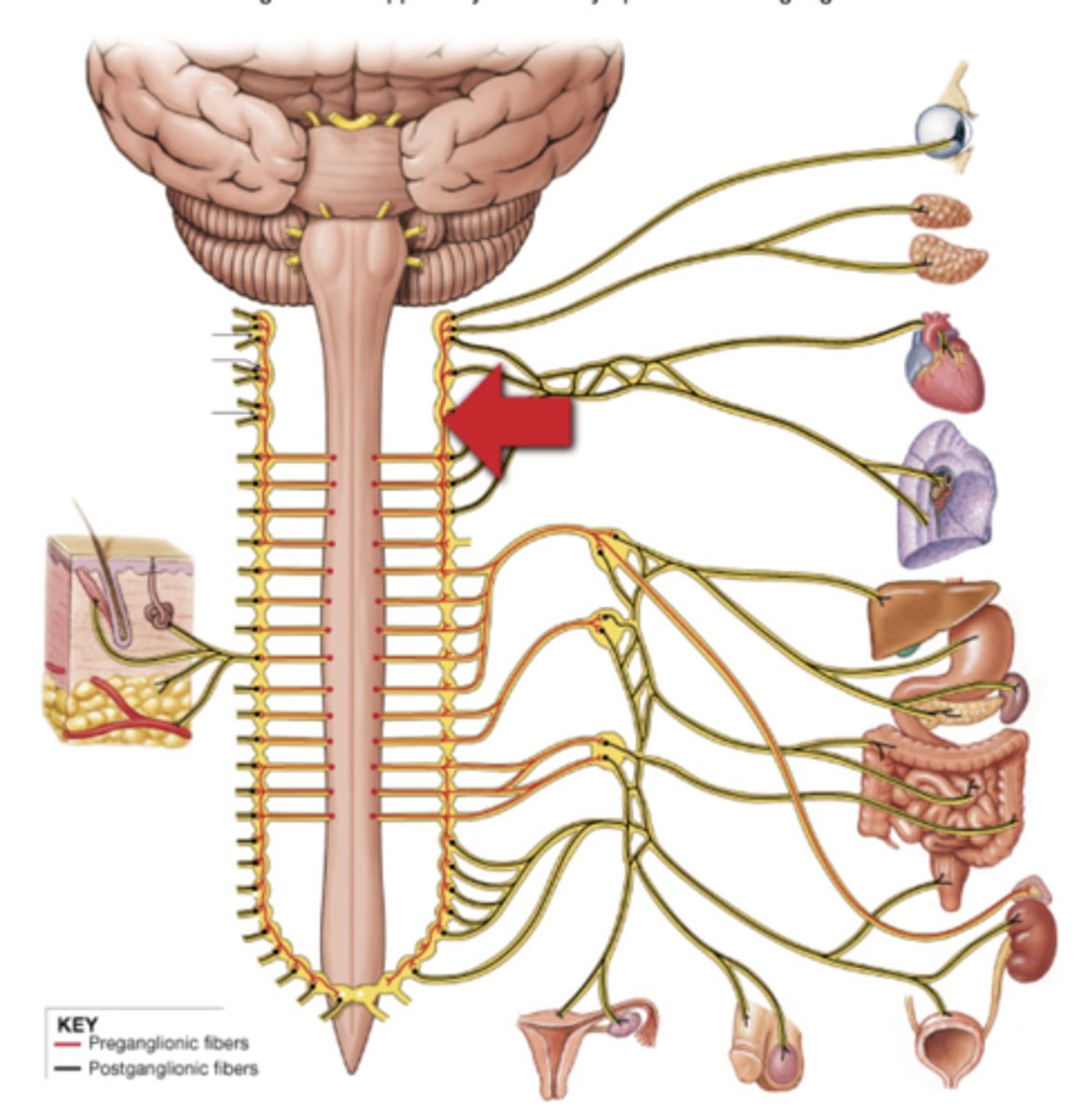 <p>Clusters of ganglionic sympathetic neurons lying along either side of the spinal cord</p>
