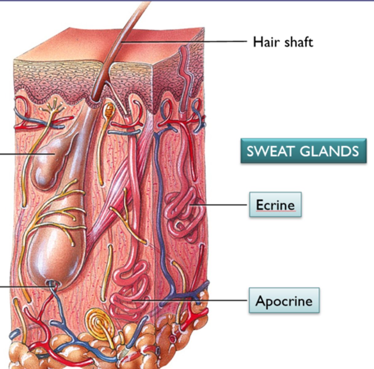 <p>Confined to axillary/anogenital areas. Secrete milky/yellow sweat with fats and proteins → body odor when broken down by bacteria. Larger than eccrine, ducts empty into hair follicles. Begin at puberty, may act as scent glands. Modified apocrine: ceruminous (earwax), mammary (milk).</p>