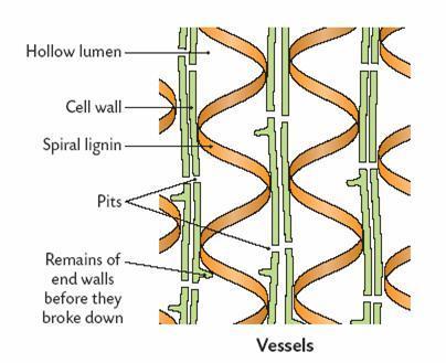 <p>xylem cell</p>