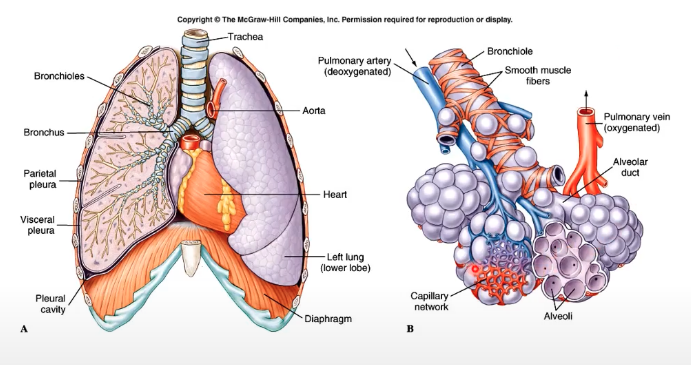 <p>passage of air: trachea → bronchus → bronchioles → alveoli</p><ul><li><p>associated with arteries and veins (capillary network in alveoli, where gas exchange occurs)</p></li></ul>