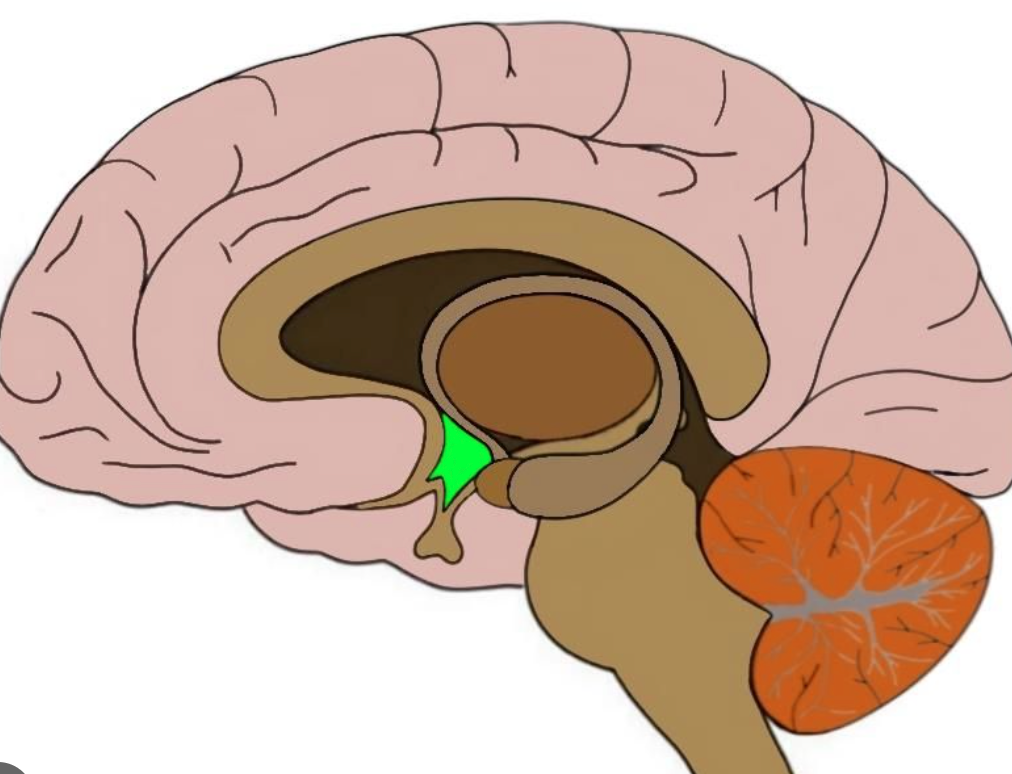 directs eating, drinking, body temperature; helps govern the endocrine system via the pituitary gland, and is linked to emotion
