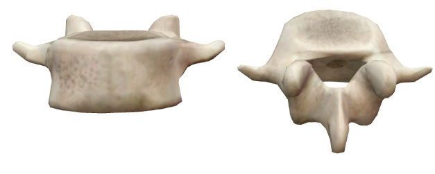 <p>Which Region does this vertebra belong too?</p>