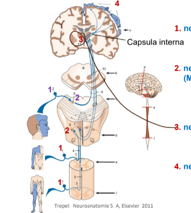 <p>neurone → ganglion spinal → moelle épinère (fasciculus gracilis/cuneatus) → neurone situé dans le nucleus gracilis/nucleus cuneatus dans la moelle alongée → neurone dans le thalamus → neurone du cortex somatosensoriel primaire</p>