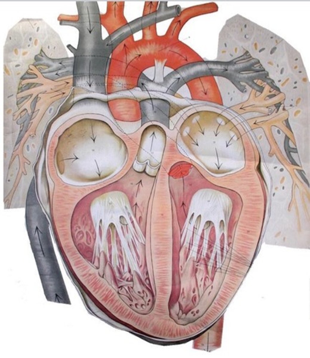 knowt flashcard image