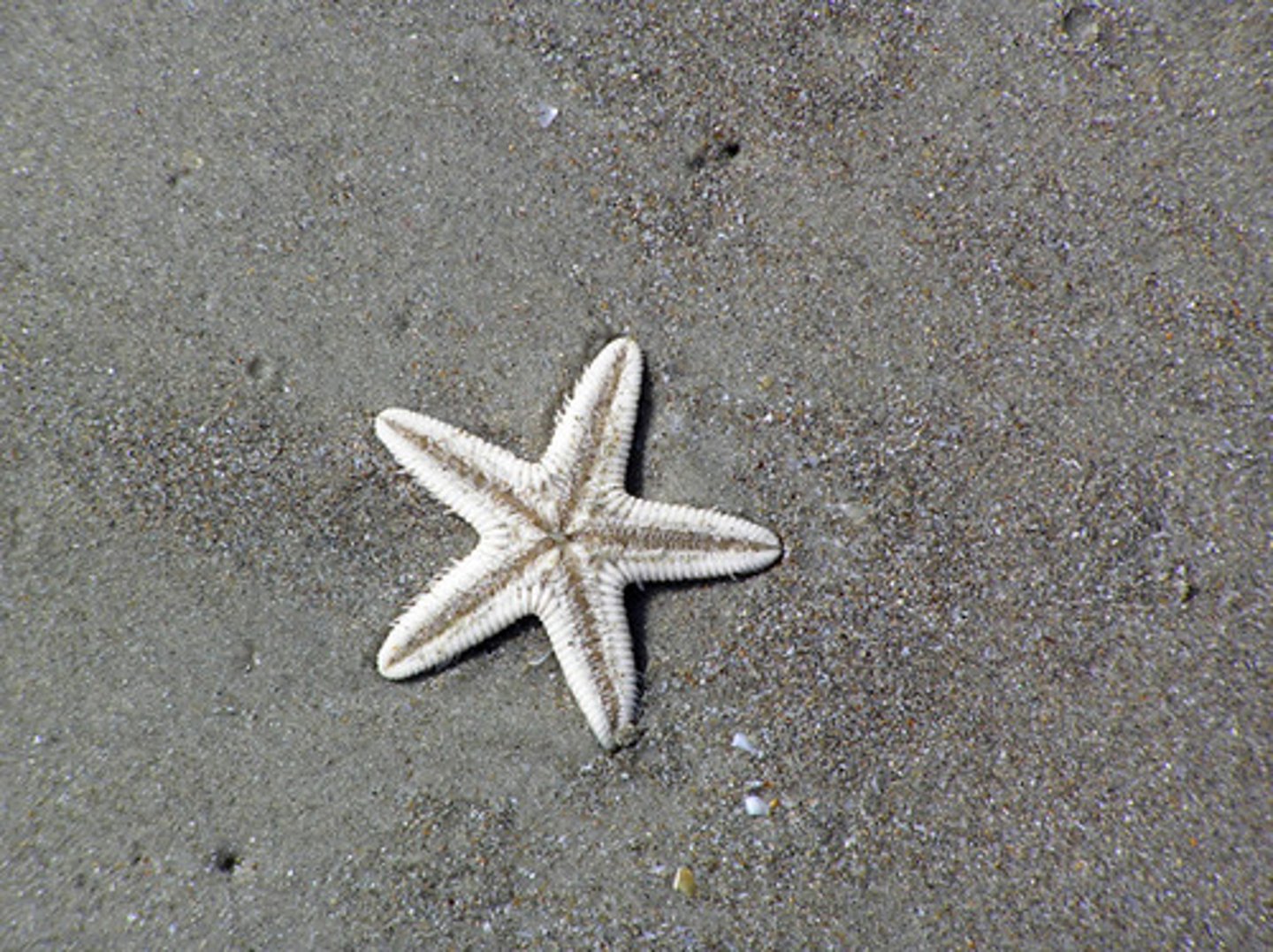 <p>body plan in which body parts repeat around the center of the body</p>