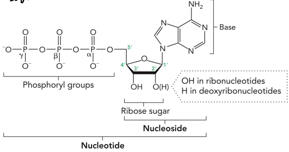 <ul><li><p>DNA and RNA are formed from nucleotides that are linked together through a phosphodiester backbone in a linear direction</p></li><li><p>Nucleotide: phosphate + sugar + base</p></li><li><p>Nucleoside: sugar + base</p></li></ul><p></p>
