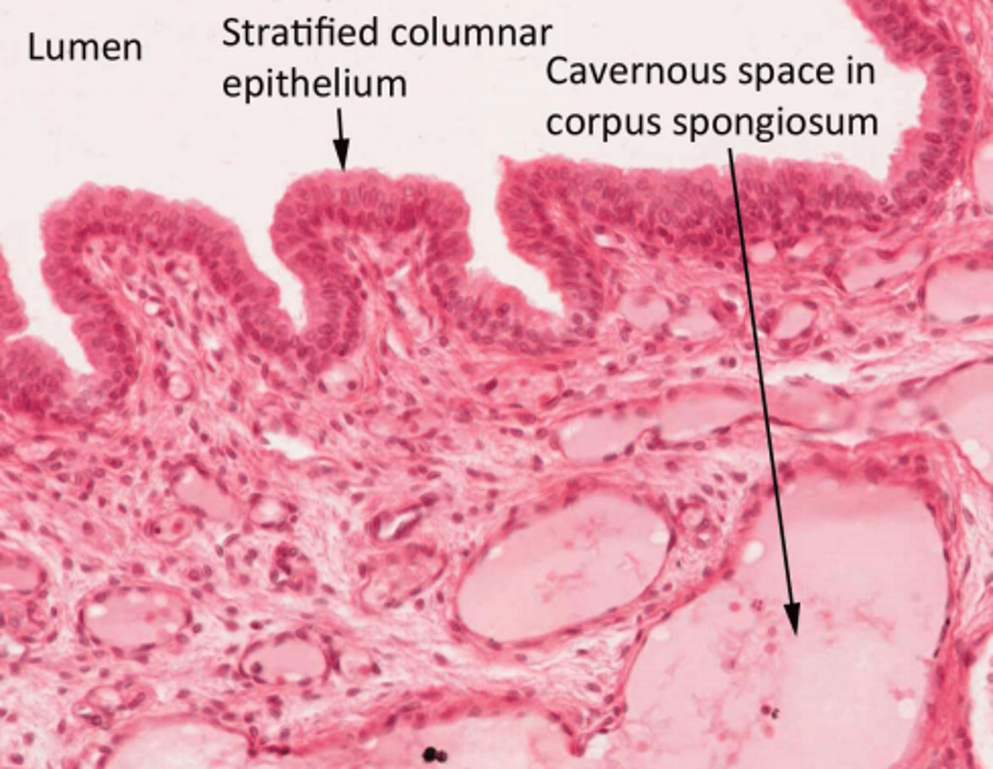 <p>Stratified columnar epithelium</p>