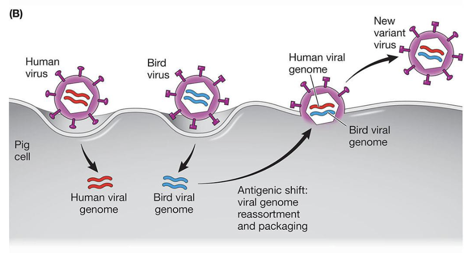 <p>Reassortment of viral genome segments between human and animal influenza strains in a co-infected host (e.g. pig, bird)</p><ul><li><p>produces novel HA or NA combinations that are entirely new to human immunity </p></li><li><p>responsible for pandemics (H1N1, H2N2) </p></li></ul><p></p>