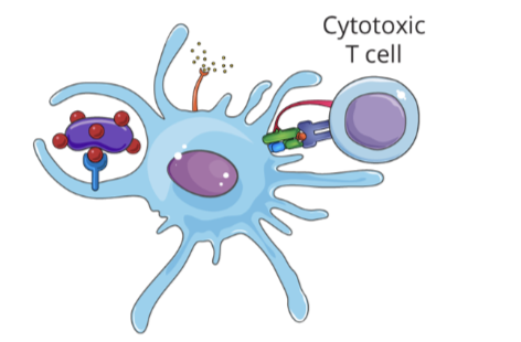 <ul><li><p>an immunocompetent naive T cell specific for the antigen presented by the dendritic cell will bind to the peptide:MHC complex through its TCR</p></li><li><p>this interaction will activate the T cell and initiate an adaptive immune response</p></li></ul><p></p>