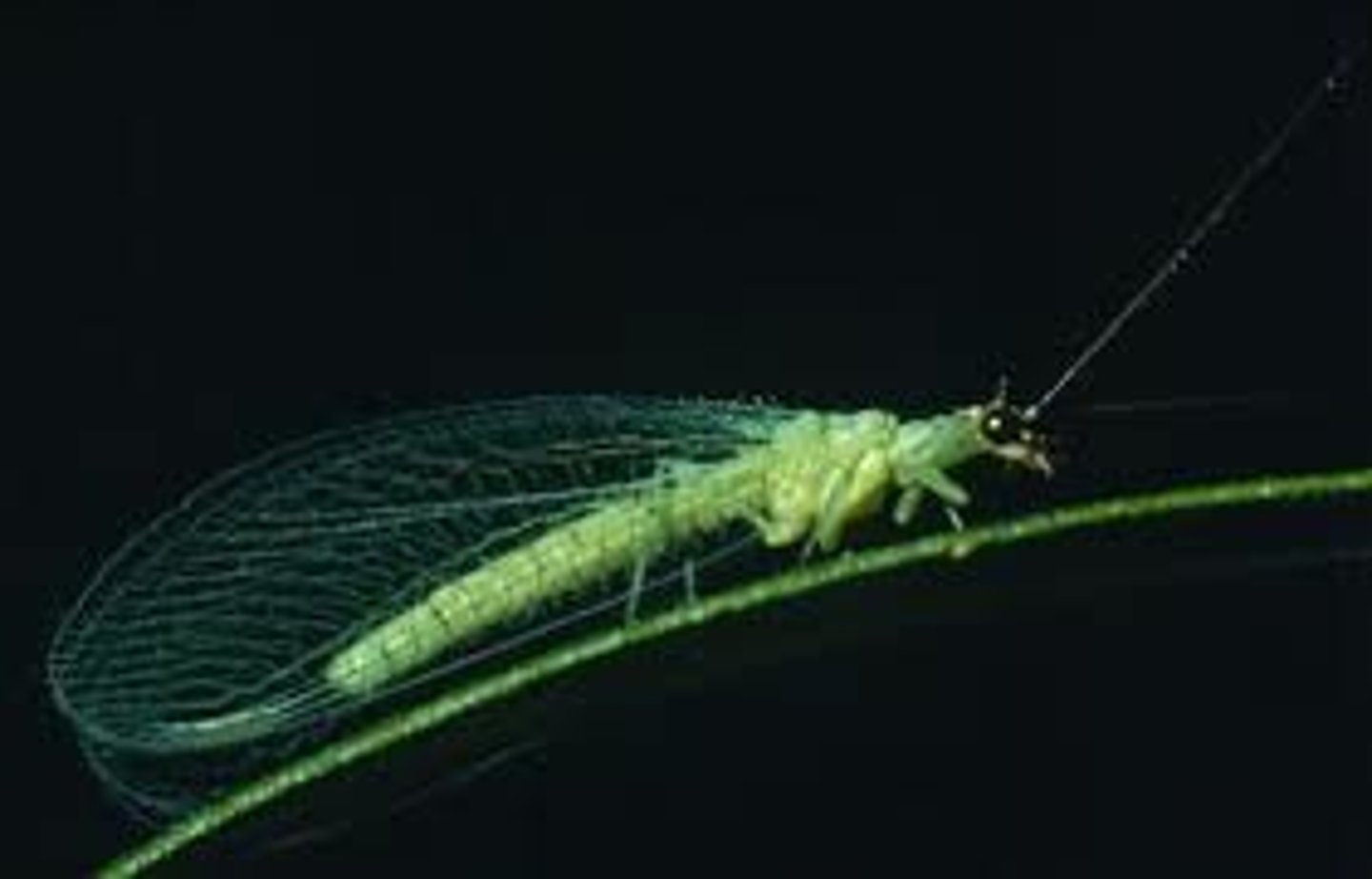 <p>(Family Chrysopidae)</p><p>- Adult, eggs on stalks, cocoon (pupa inside) w/ silk on plant , larvae w/ sickle-like mouthparts (predator)</p><p>- Voracious chrysopids are reared for sale as biological control agents of insect and mite pests in agriculture and gardens</p><p>- Larvae -&gt; voracious predator biological control agent</p><p>- Can hear bat sounds and closes its wings and free falls to avoid capture (Chrysopidae insects have ears near the bases of forewings)</p>