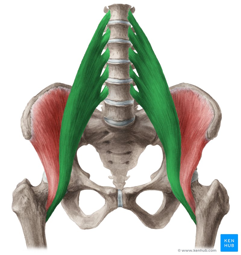 <p>Location:</p><ul><li><p><strong>lateral to the lumbar vertebrae</strong></p></li></ul><p></p><p>Function:</p><ul><li><p>flex the thigh at the hip</p></li><li><p>flex the trunk at the hip</p></li><li><p>laterally rotate the thigh</p></li></ul><p></p>