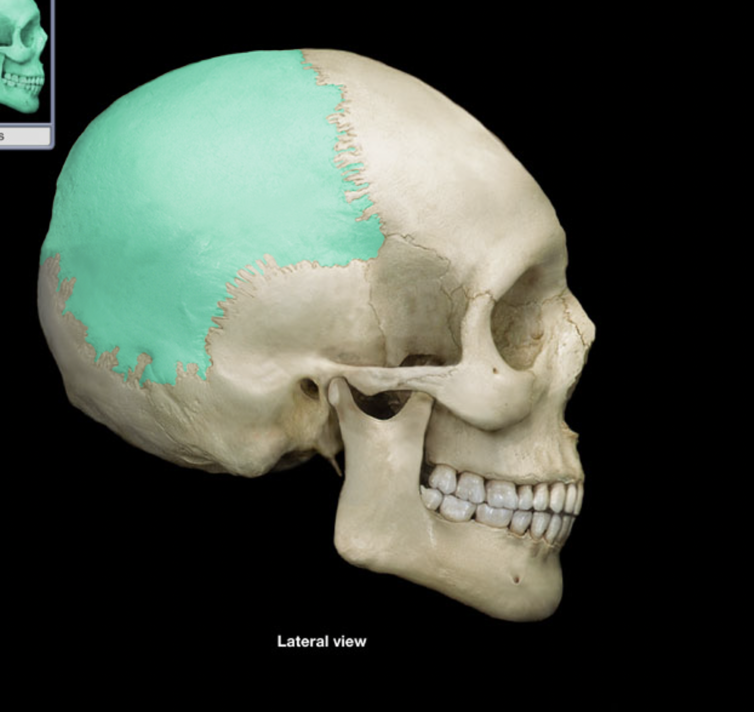 knowt flashcard image