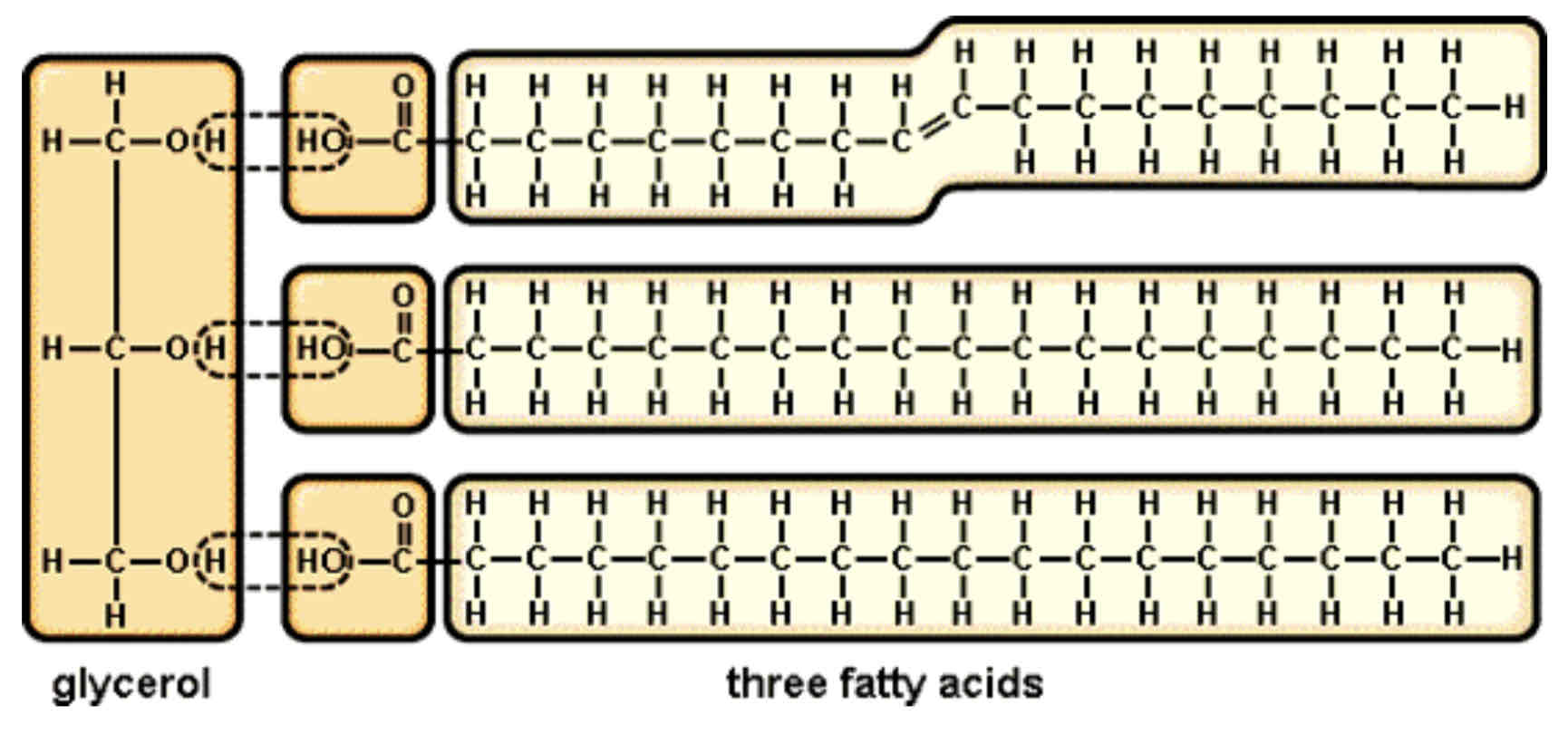 <p><strong>Triglycerides</strong> are formed by condensation reaction between <strong>glycerol</strong> and <strong>fatty acids. </strong>Glycerol is a type of alcohol. Fatty acids are organic molecules which have a <strong>–COOH group</strong> attached to a long <strong>hydro-carbon tail.</strong> Three molecules of water are released.</p>