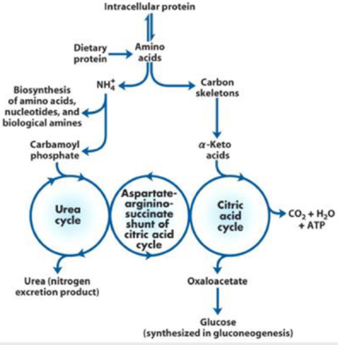 <p>- synthesizes amino acids, nucleotides, and biogenic amines</p><p>-converted to urea to be excreted in the urine</p><p>-carbon skeleton still remains</p>