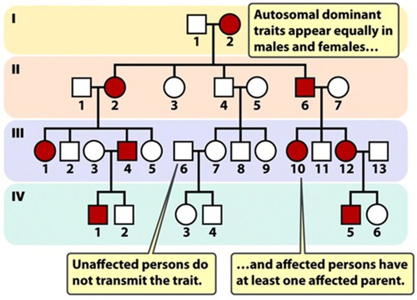 <p>- doesn't skip generation</p><p>- affected offspring have affected parents</p><p>- male and female offspring are equally likely to be affected</p><p>- Ehler-Danlos syndrome has abnormal collagen, which is supposed to support structure and extracellular matrix --> dominant or recessive; genetic heterogeneity</p><p>- Huntington's disease has Huntingtin (trinucleotide repeat) --> genetic anticipation</p>