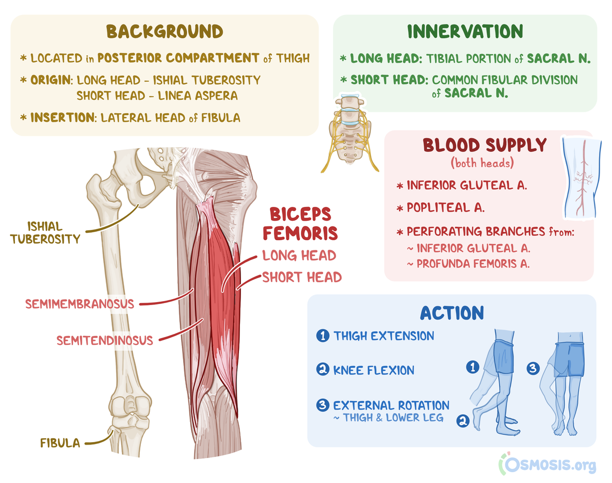 <p>Biceps Femoris</p>