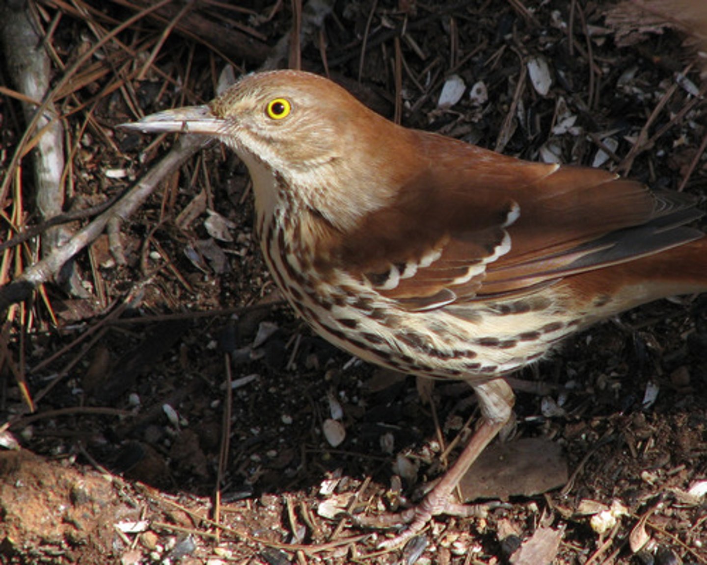 knowt flashcard image