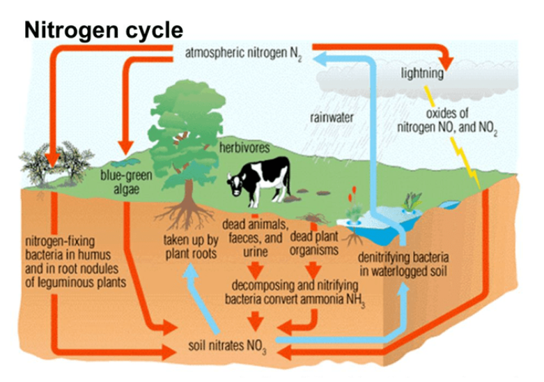 <p>The complex cycling of nitrogen between <strong>organisms </strong>and the environment.<br><br>Nitrogen in the atmosphere is N2 gas. Organisms need nitrogen in the form of <strong>nitrates </strong>or <strong>nitrites</strong> to grow. </p>