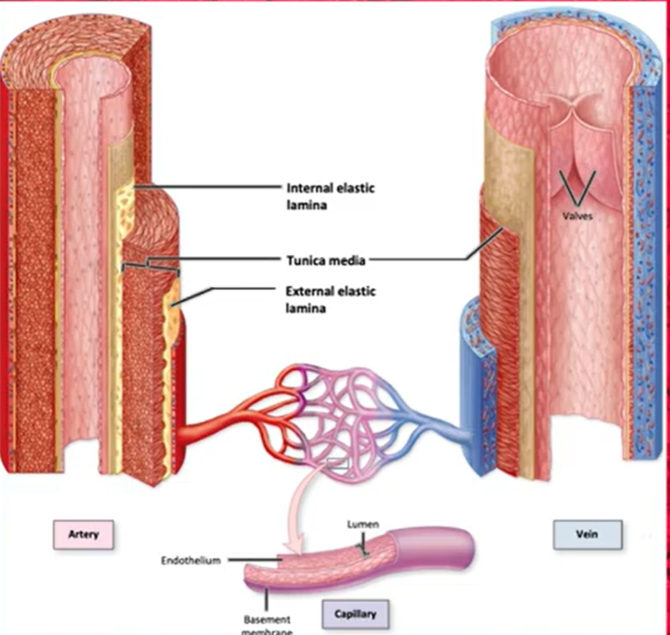 <p>-middle layer of BV</p><p>-functions: vasoconstriction and vasodilation</p><p>-circularly arranged layers of smooth muscle cells w/ elastic fibers → circular is bc contraction can cause vasoconstriction of lumen, relaxation cause vasodilation</p>
